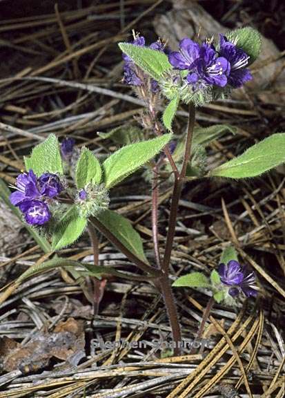 phacelia humilis 2 graphic